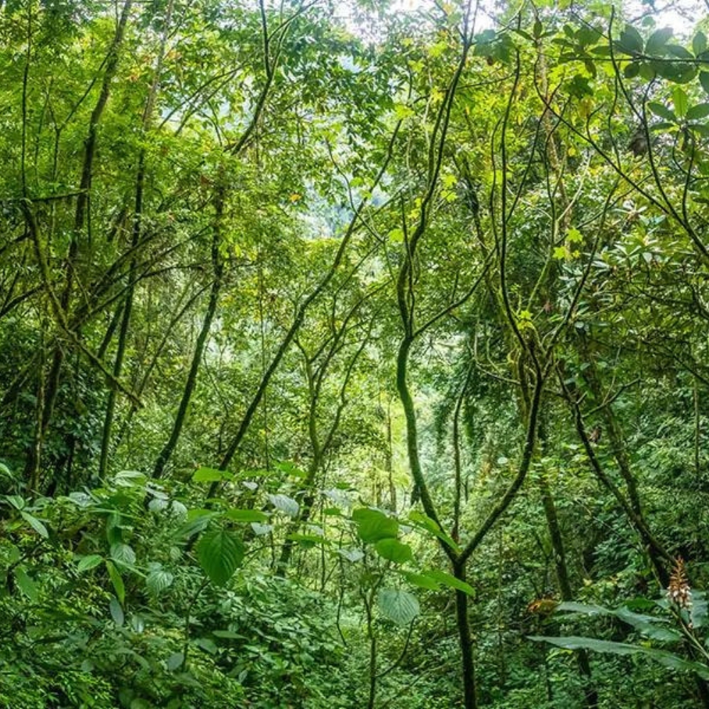 Forest Birding Trails